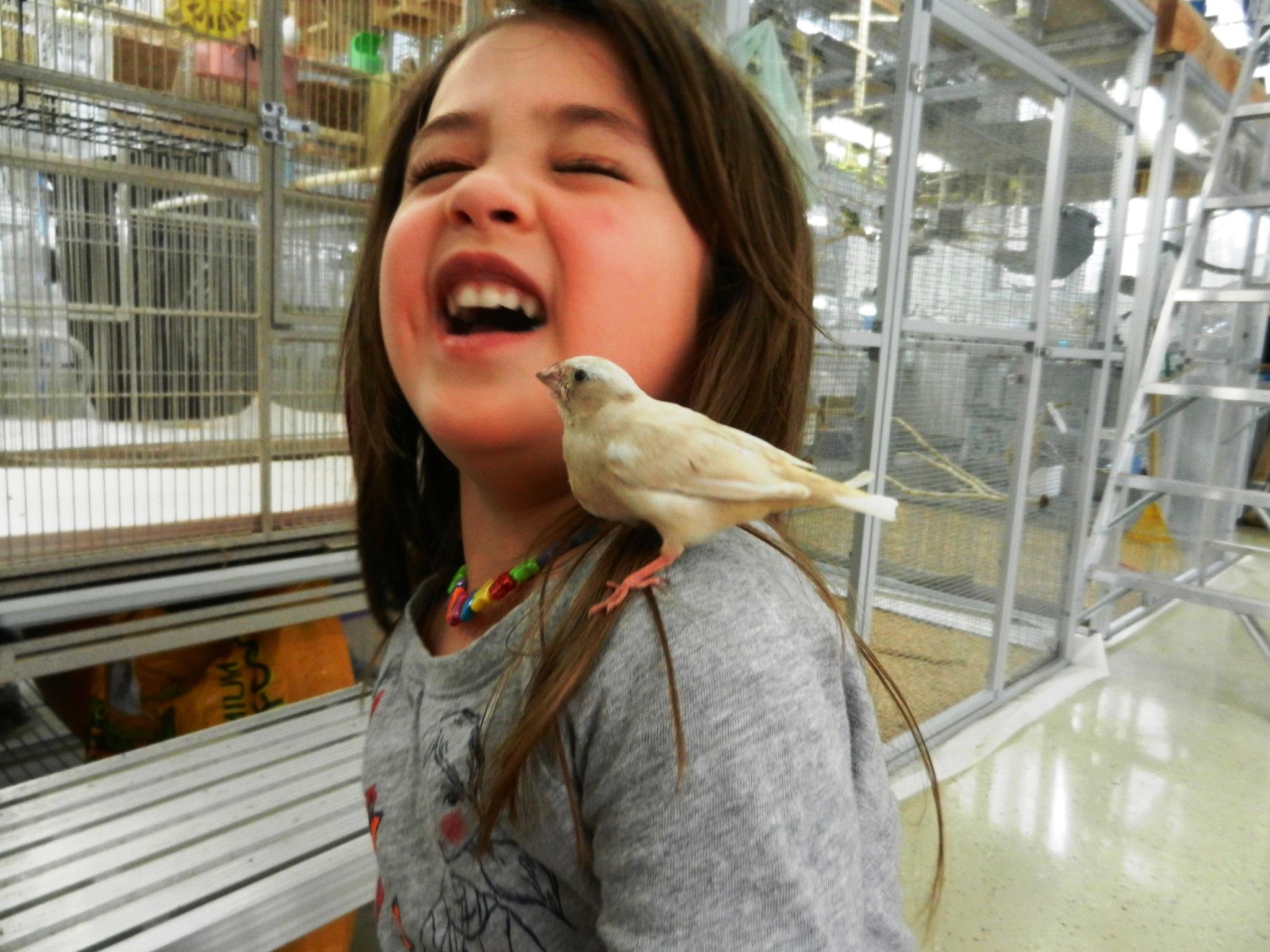 lady gouldian Finch Supplies