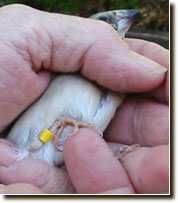 Banding baby birds - ladygouldianfinch.com