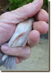 Banding baby birds - ladygouldianfinch.com