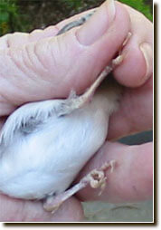 Banding baby birds - ladygouldianfinch.com