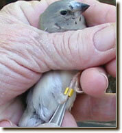 Banding baby birds - ladygouldianfinch.com