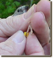 Banding baby Birds - ladygouldianfinch.com