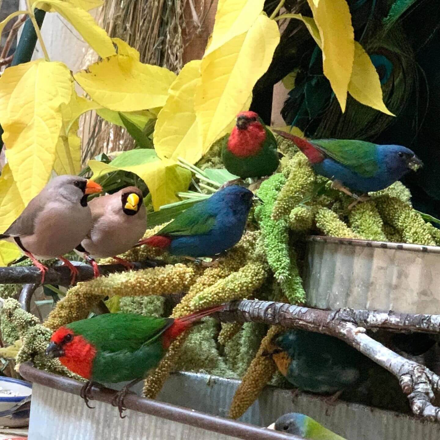 Lady Gouldian Finch Hand Feeding Supplies - Breeding Supplies