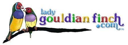 Lady Gouldian Finch -  - Glamorous Gouldians