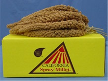 California Golden Spray Millet - 5lb box - Lady Gouldian Finches love this millet 
