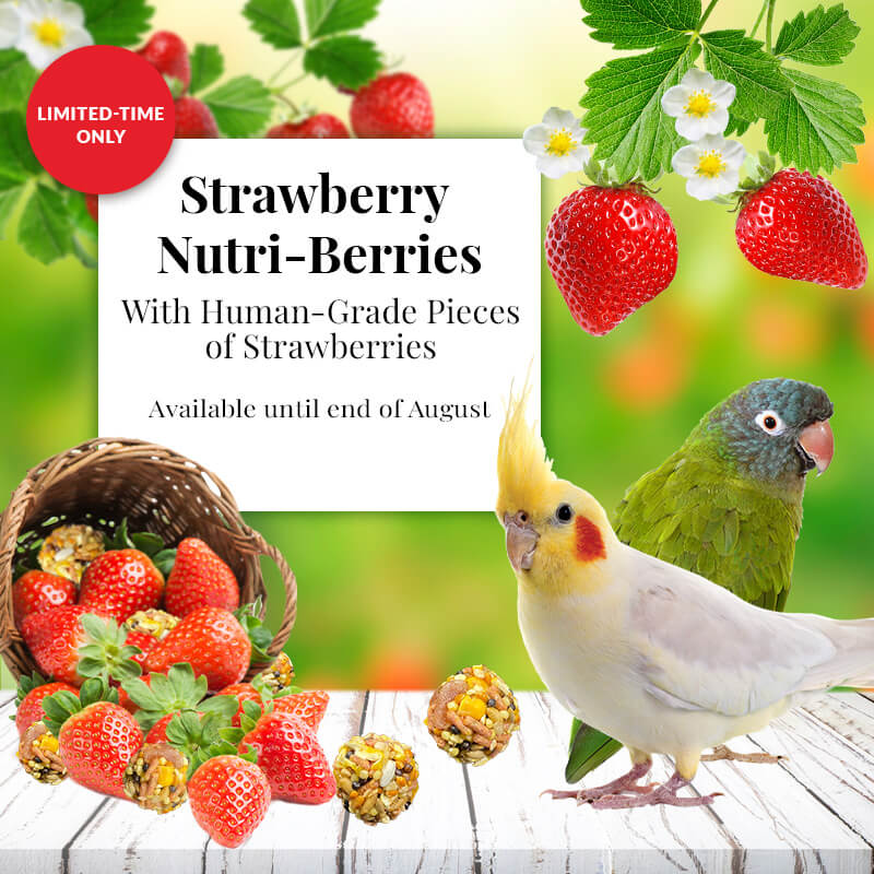 Lafeber Strawberry Nutri-berries for small birds - For a limited Time - Non GMO Bird Food - Glamorous Gouldians