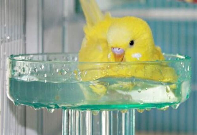 Lixit Quick Lock Plastic Bird Bath - Canary Bathing - Cage Accessories - Lady Gouldian Finch Supplies USA