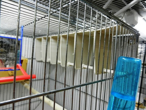 STA Soluzioni I004-Plastic Stress Perch-A way for each bird to have some private time-Glamorous Gouldians