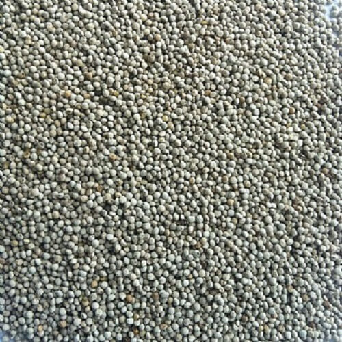 White Perilla Seed is a great breeding seed to add to your mix, Finch And Canary Breeding Supplies, Food