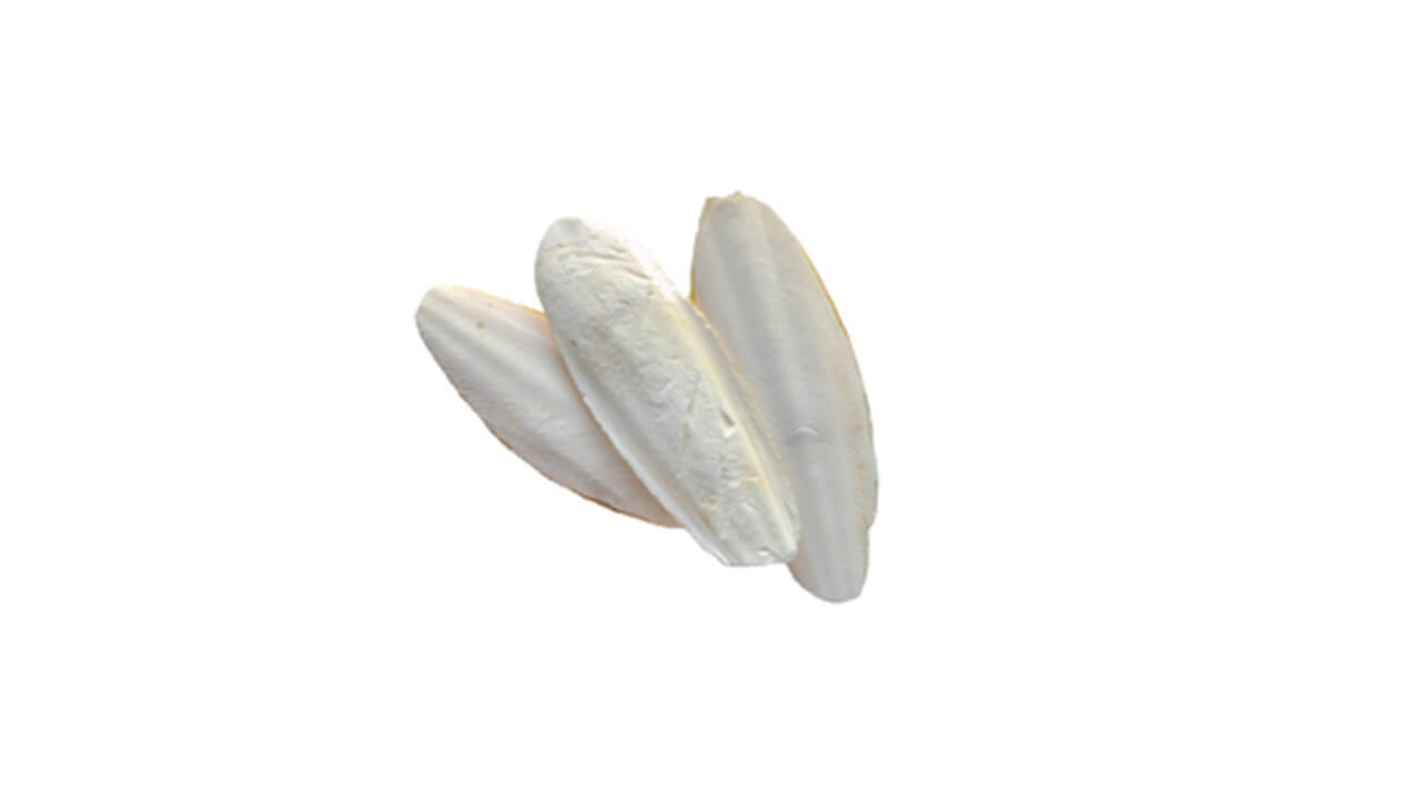 Calcium supplements for cage birds - Cuttlebone photo - Glamorous Gouldians